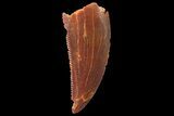 Serrated, Raptor Tooth - Real Dinosaur Tooth #179536-1